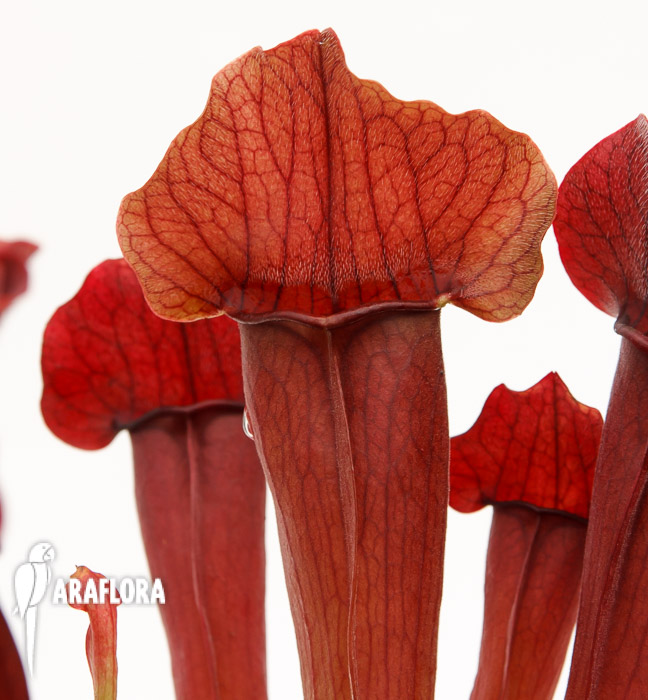 Sarracenia x &lsquo;Maroon&rsquo;