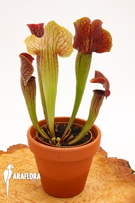 Sarracenia x &lsquo;Ray&rsquo;