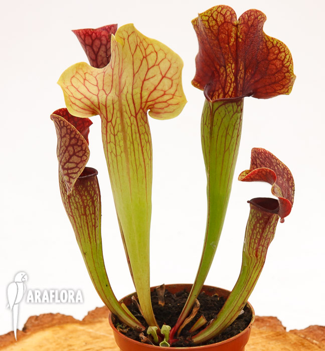 Sarracenia x &lsquo;Ray&rsquo;