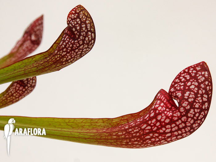 Sarracenia x &lsquo;Scarlett Bell&rsquo;