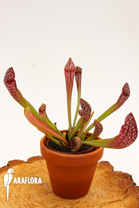 Sarracenia x &lsquo;Scarlett Bell&rsquo;