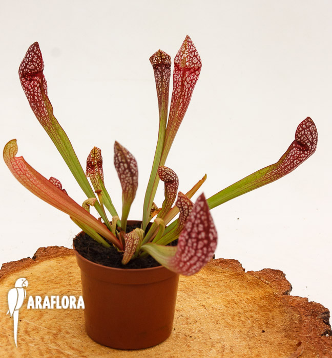 Sarracenia x &lsquo;Scarlett Bell&rsquo;