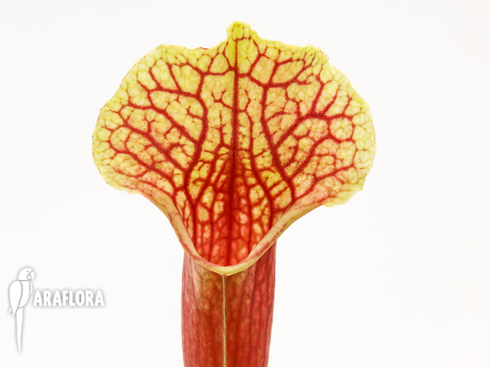 Sarracenia x &lsquo;Smoorii&rsquo;