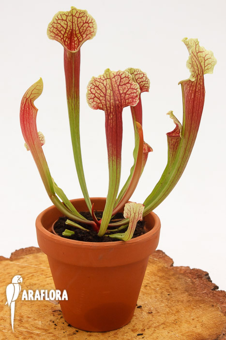 Sarracenia x &lsquo;Smoorii&rsquo;
