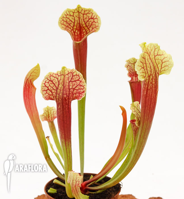 Sarracenia x &lsquo;Smoorii&rsquo;