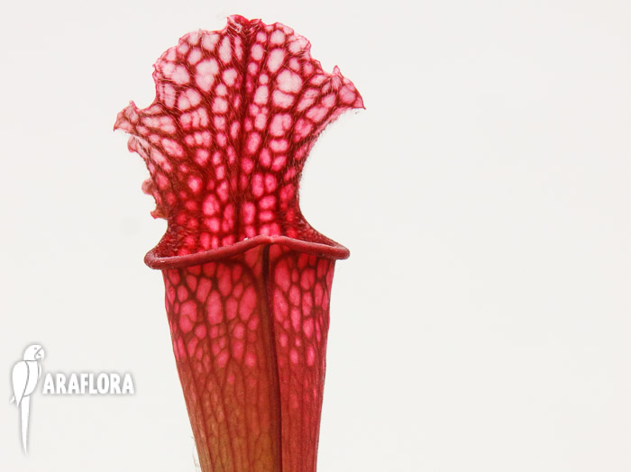 Sarracenia x &lsquo;Stephensii&rsquo;