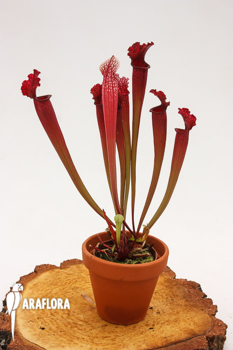 Sarracenia x &lsquo;Stephensii&rsquo;