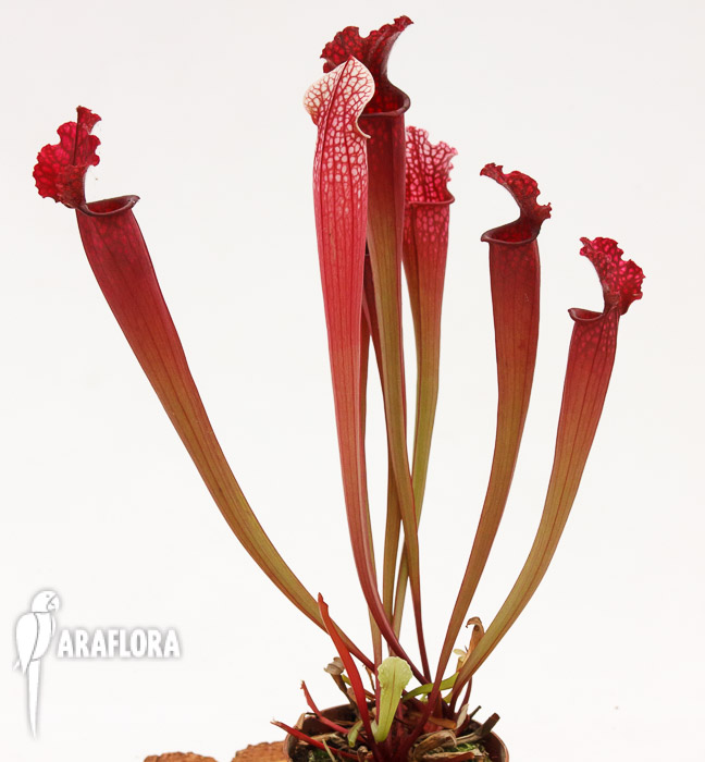 Sarracenia x &lsquo;Stephensii&rsquo;