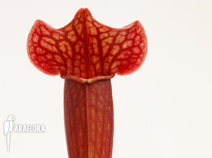 Sarracenia x &lsquo;Tess&rsquo;