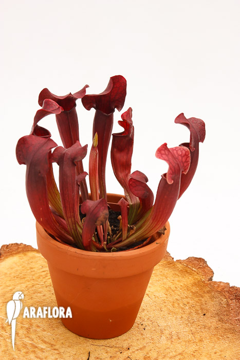 Sarracenia x &lsquo;Tess&rsquo;