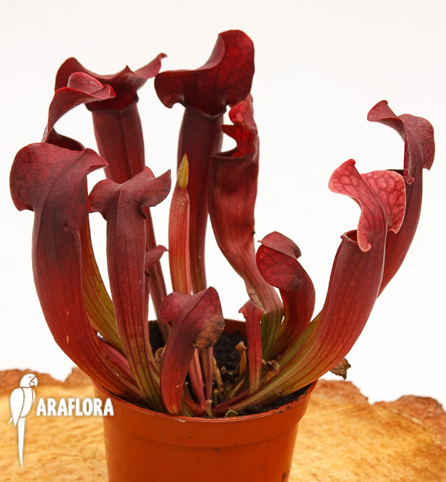 Sarracenia x &lsquo;Tess&rsquo;