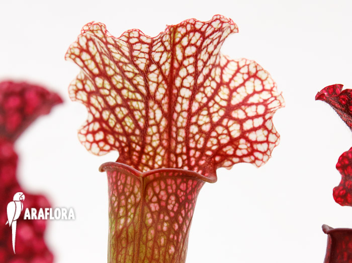 Sarracenia x &lsquo;Thomas&rsquo;