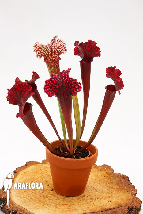 Sarracenia x &lsquo;Thomas&rsquo;