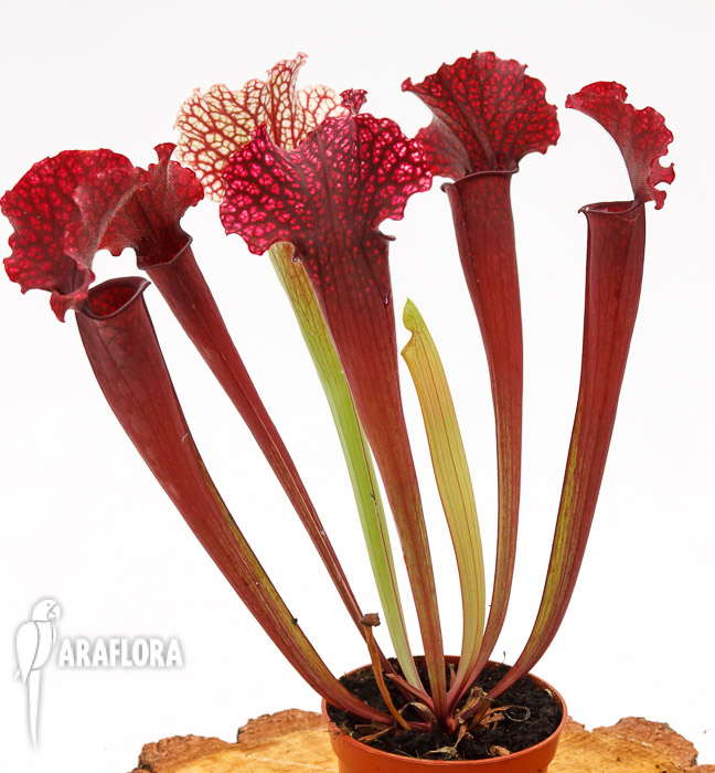 Sarracenia x &lsquo;Thomas&rsquo;