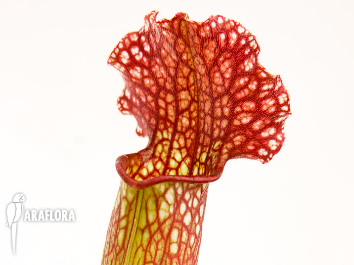 Sarracenia x &lsquo;Velvet&rsquo;
