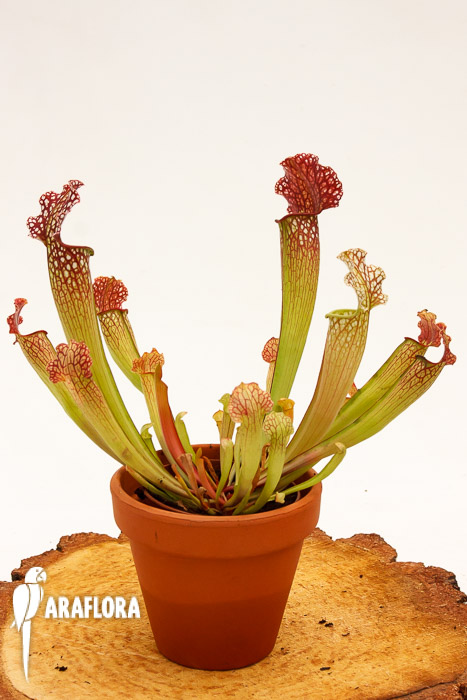 Sarracenia x &lsquo;Velvet&rsquo;