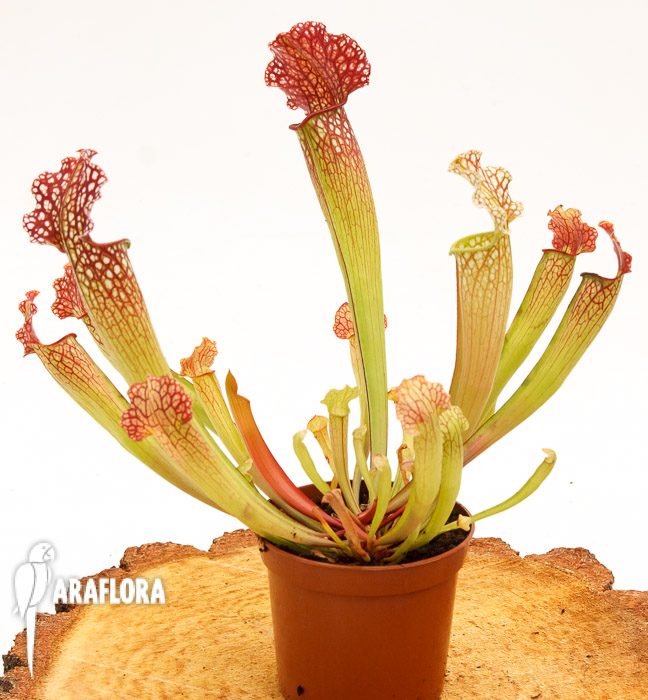 Sarracenia x &lsquo;Velvet&rsquo;