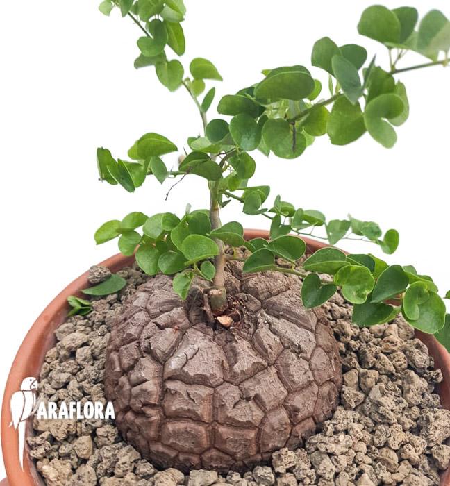 Dioscorea elephantipes3