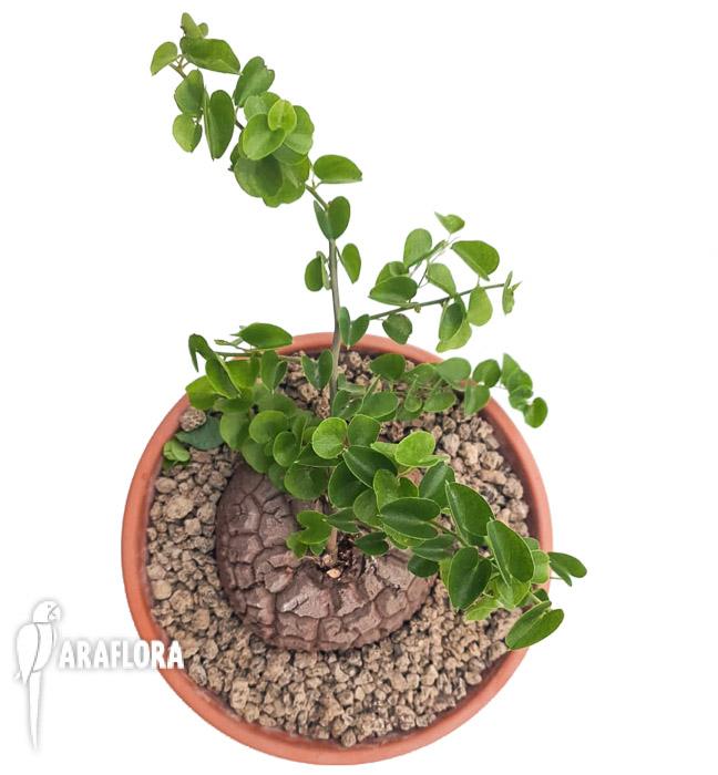 Dioscorea elephantipes5