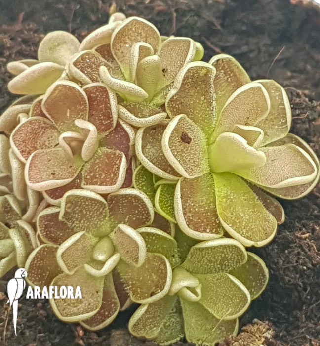 Pinguicula-kondoi-6