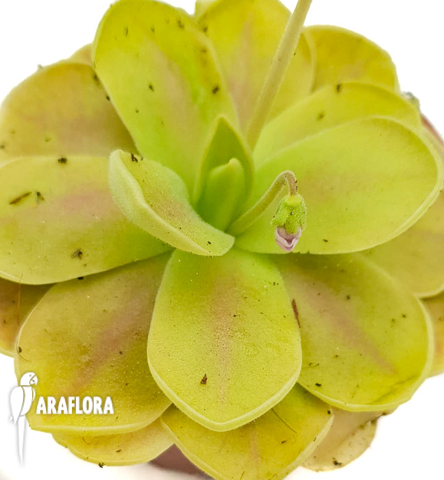 Pinguicula-kunlun-x-gigantea-3
