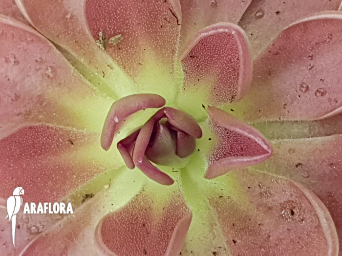 Pinguicula-moranensis-var-rosea-1