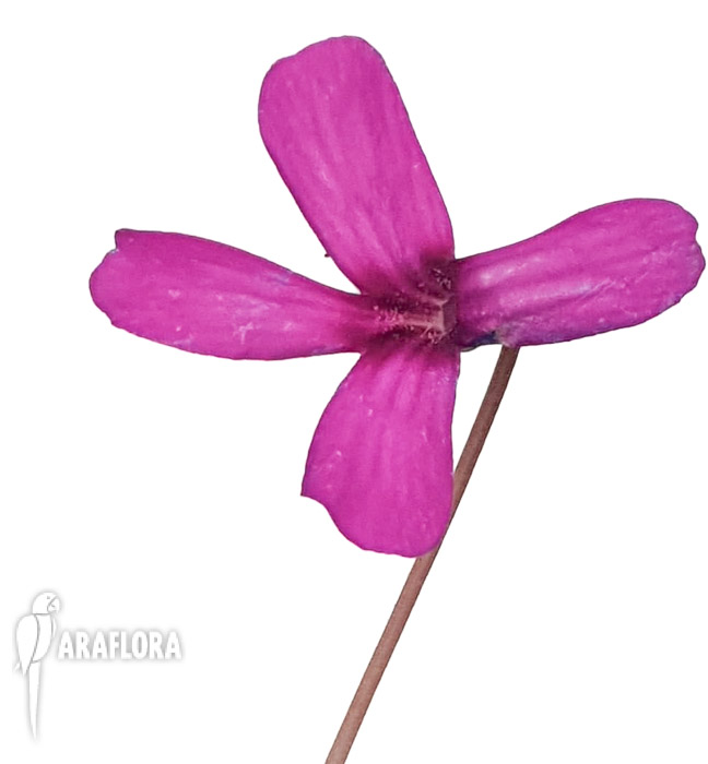 Pinguicula-moranensis-var-rosea-4