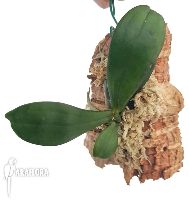 Aerangis bouarensis 3