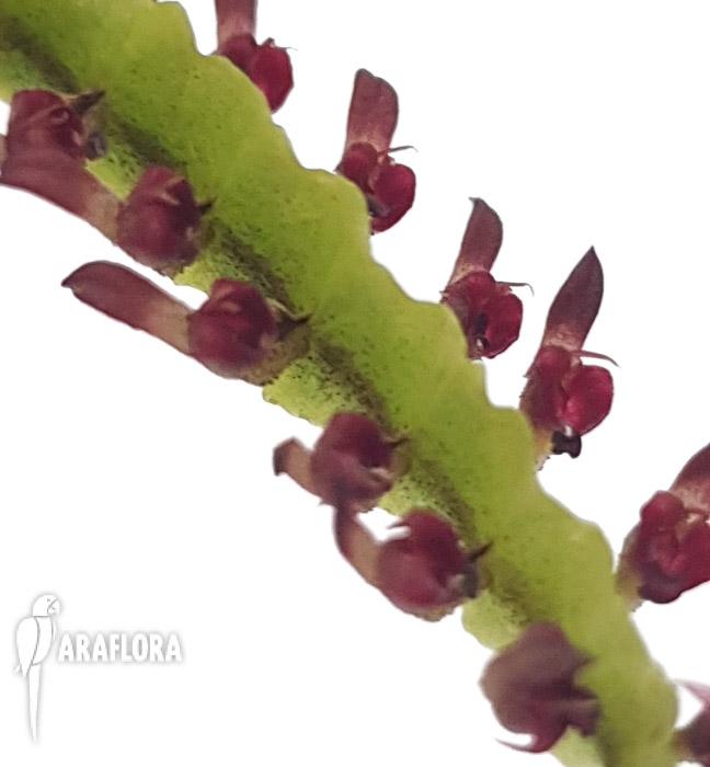 Bulbophyllum aff. falcatum mini3