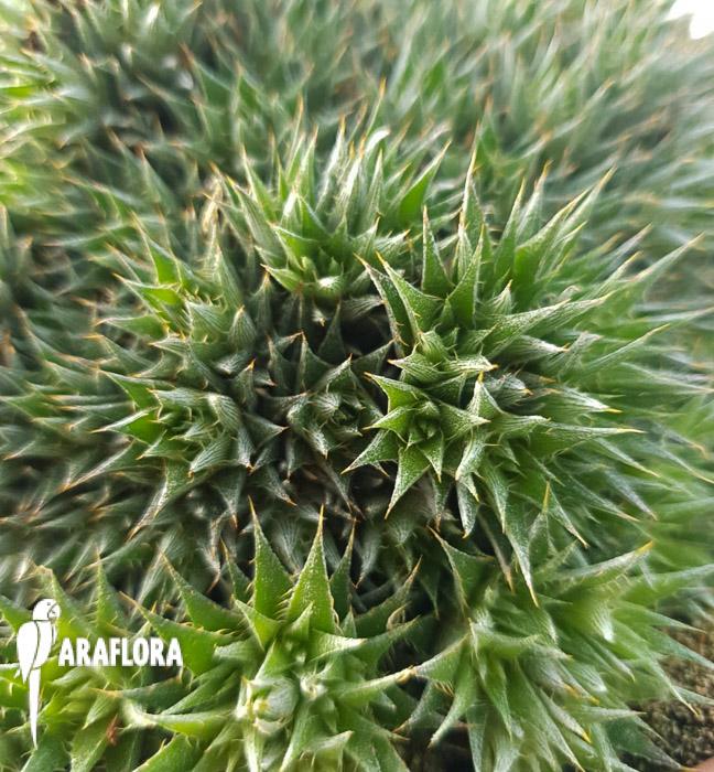 Deuterocohnia brevifolia 5