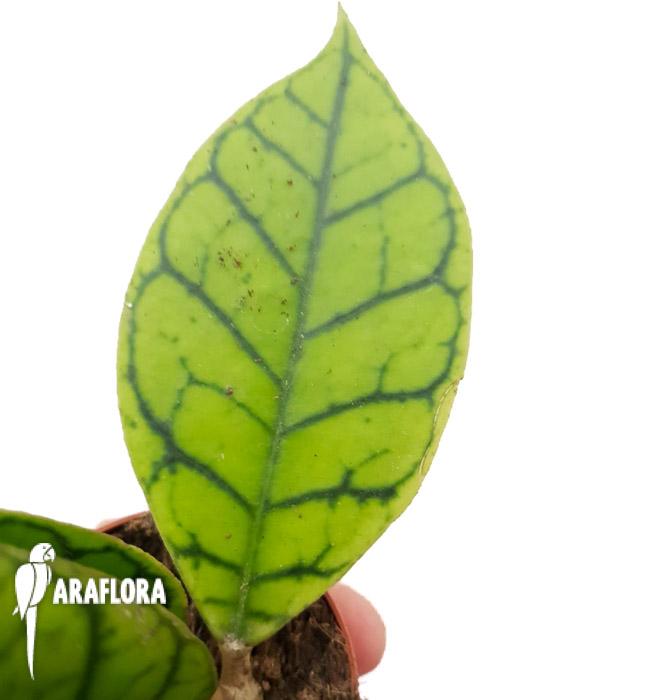 Hoya callistophylla4