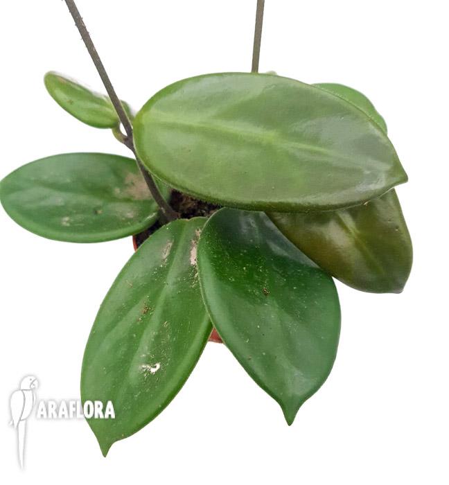 Hoya vangviengensis3