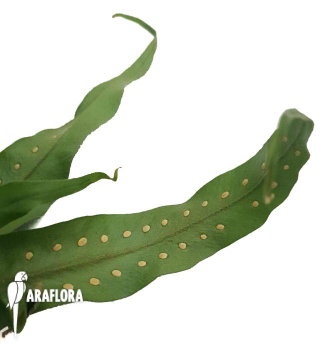 Microgramma sp &lsquo;Costa rica&rsquo;-8