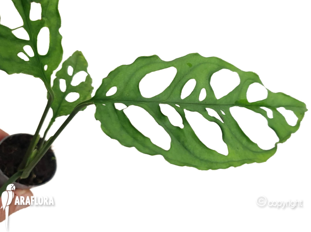 Monstera oblique &lsquo;Peru&rsquo;-1