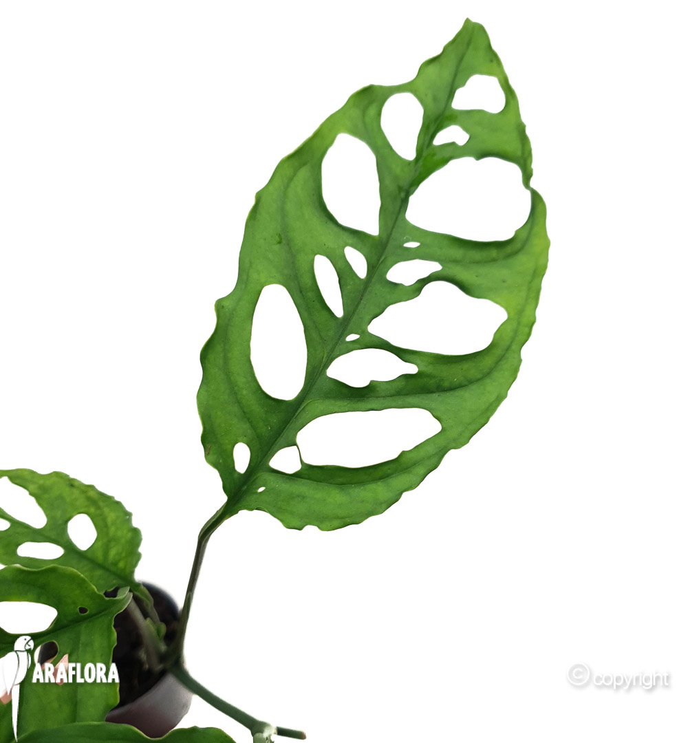 Monstera oblique &lsquo;Peru&rsquo;3
