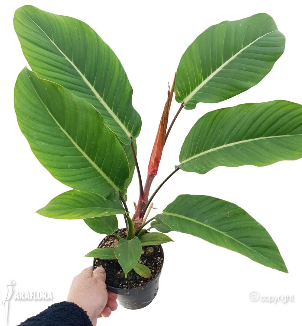 Philodendron geniculatum &lsquo;Jet Streak&rsquo; 2