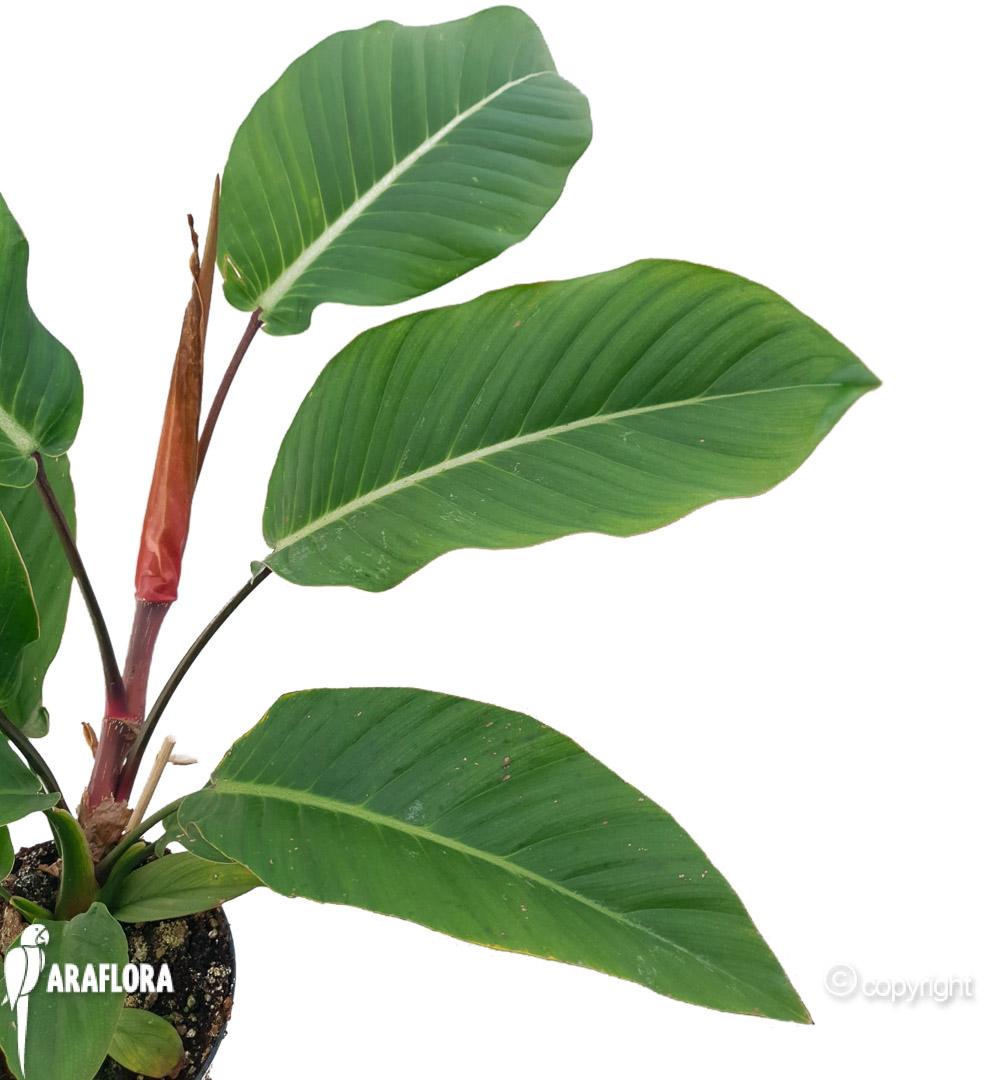 Philodendron geniculatum &lsquo;Jet Streak&rsquo; 3