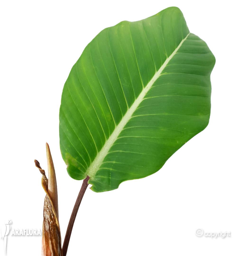 Philodendron geniculatum &lsquo;Jet Streak&rsquo; 4