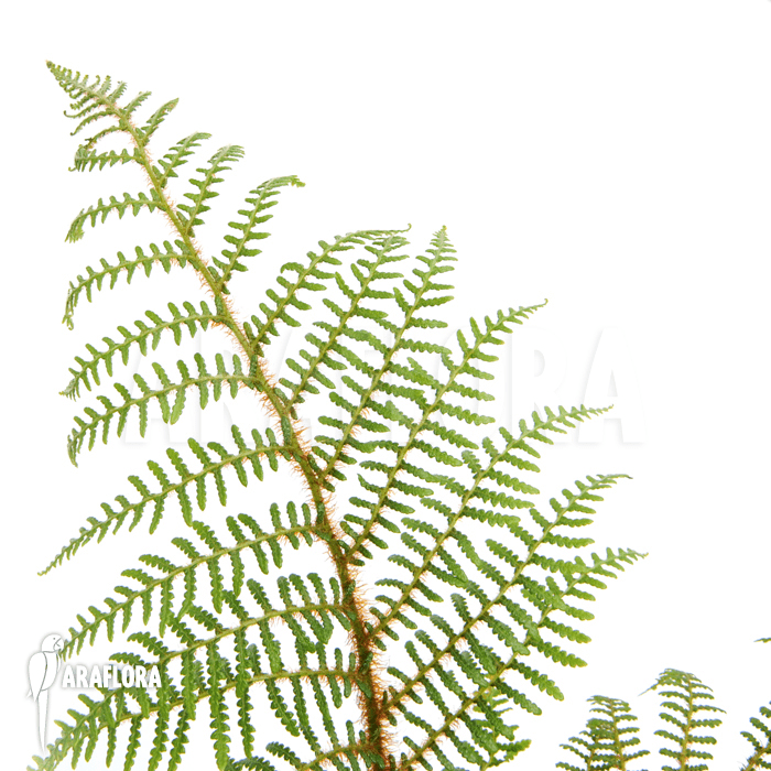 Screenshot 2025-11-12 at 12-49-00 Araflora exotic flora & more – Tree fern &lsquo;Cyathea tomentosissima&rsquo; (S)