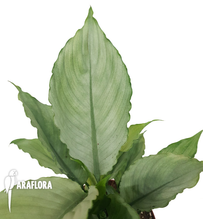 Spathiphyllum &lsquo;Ghost&rsquo;-10