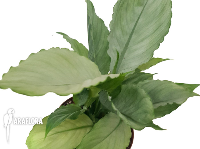 Spathiphyllum &lsquo;Ghost&rsquo;-12