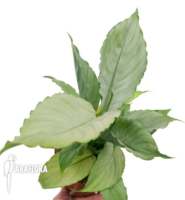 Spathiphyllum &lsquo;Ghost&rsquo;-14