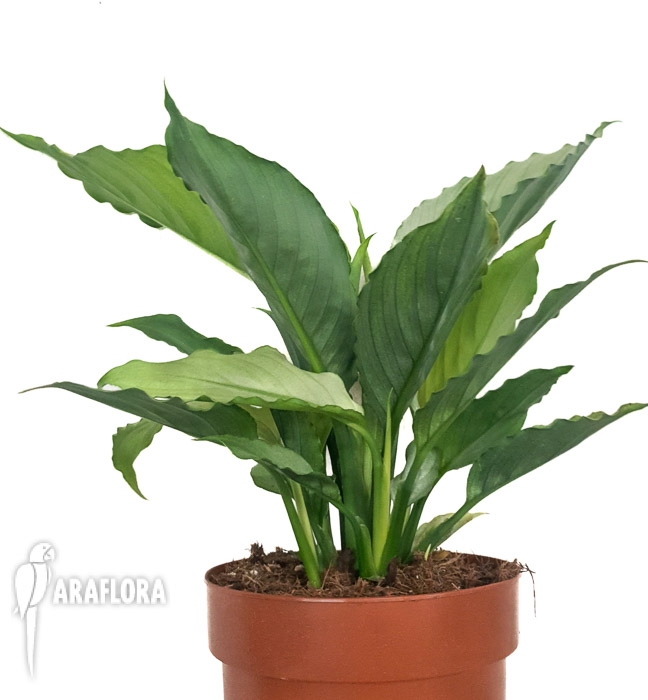Spathiphyllum &lsquo;Ghost&rsquo;-2