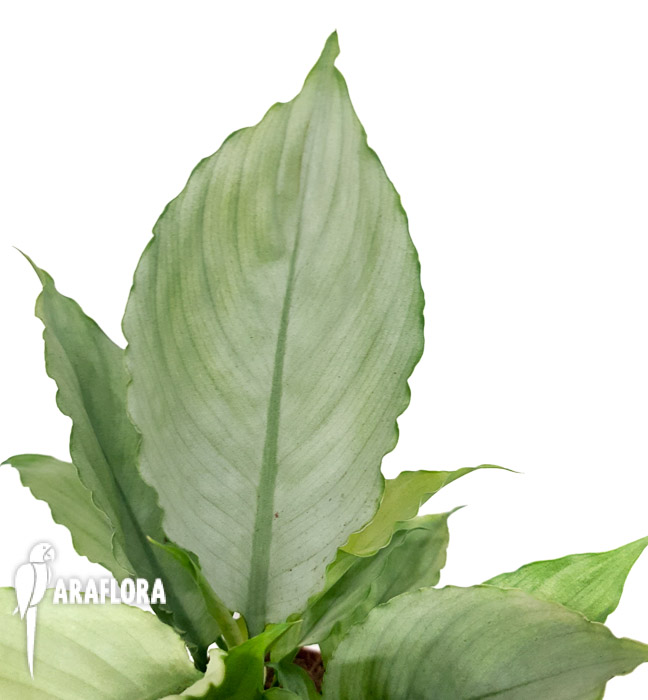 Spathiphyllum &lsquo;Ghost&rsquo;