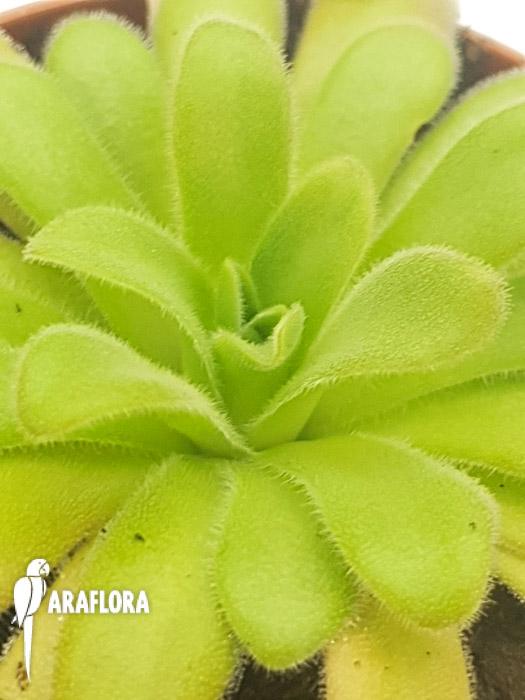Pinguicula gypsicola x agnata-11
