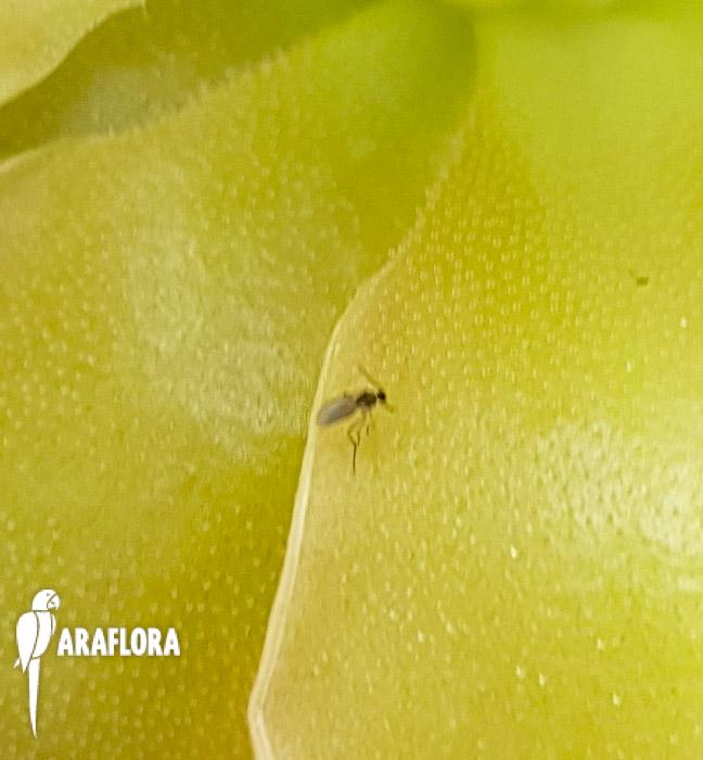 Pinguicula x sethos 5