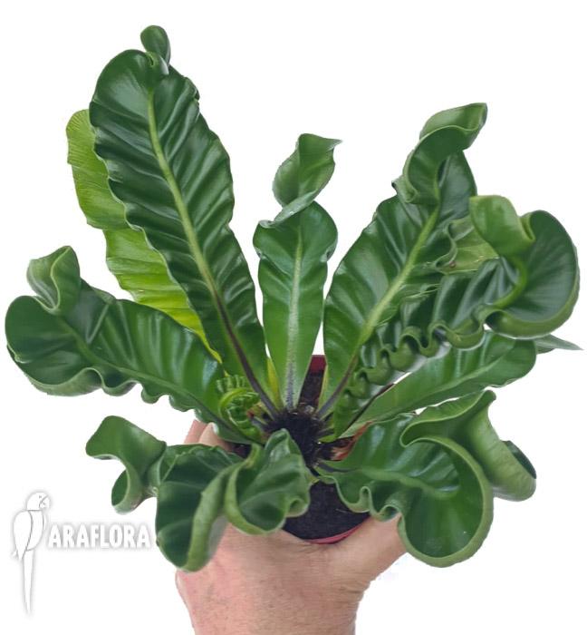 Asplenium nidus &lsquo;Cobra&rsquo;2