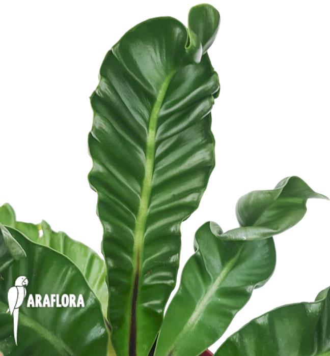 Asplenium nidus &lsquo;Cobra&rsquo;3