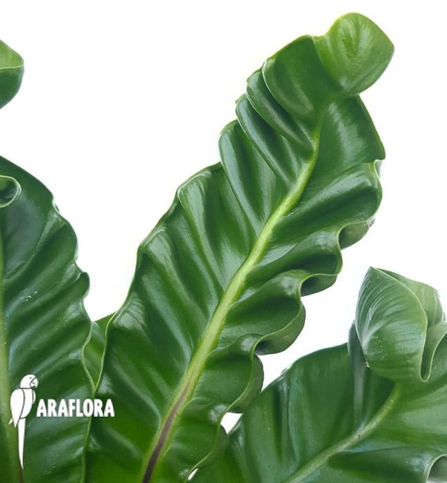 Asplenium nidus &lsquo;Cobra&rsquo;4