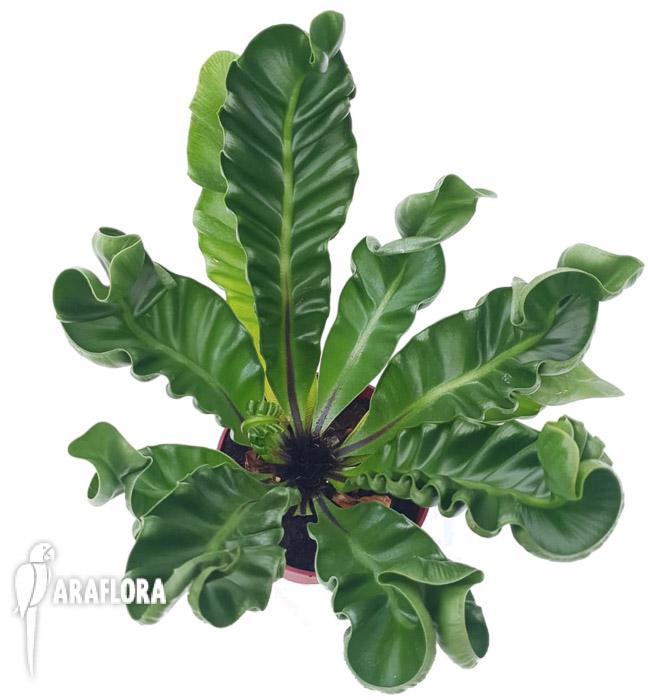 Asplenium nidus &lsquo;Cobra&rsquo;6